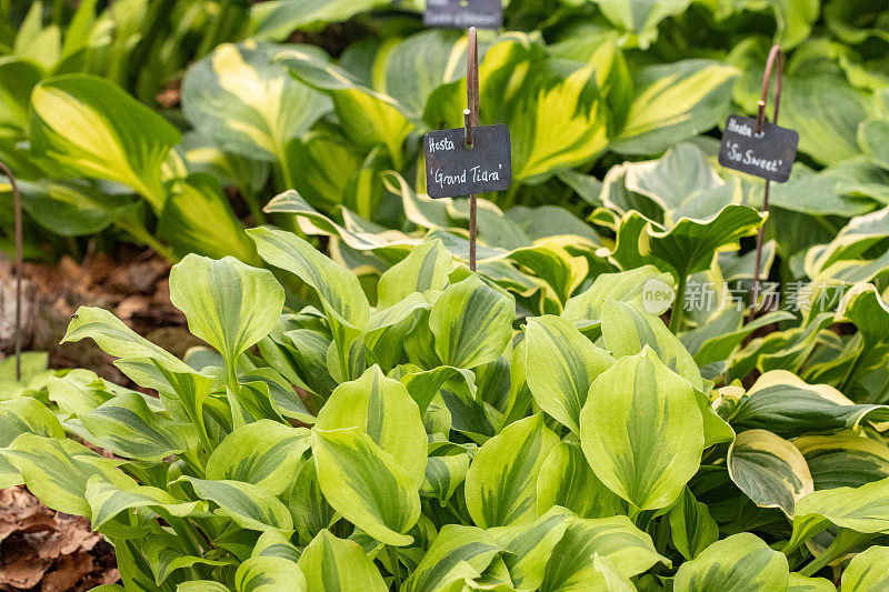 Hosta 'Grand Tiara'在伦敦，英国